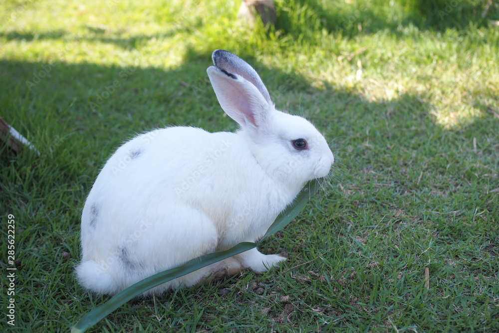 The white rabbit is feeding on the lawn. The white rabbit is feeding on the lawn.