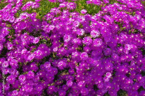 Wallpaper Mural 꽃밭. 배경. 이미지.  Torontodigital.ca