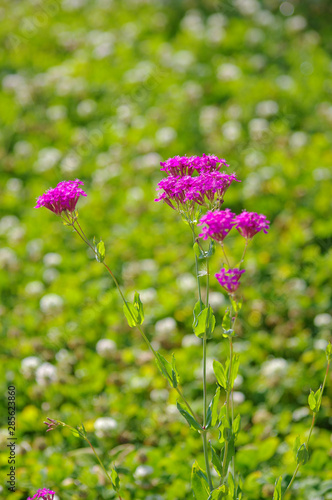 Wallpaper Mural 꽃밭. 이미지. 배경.  Torontodigital.ca