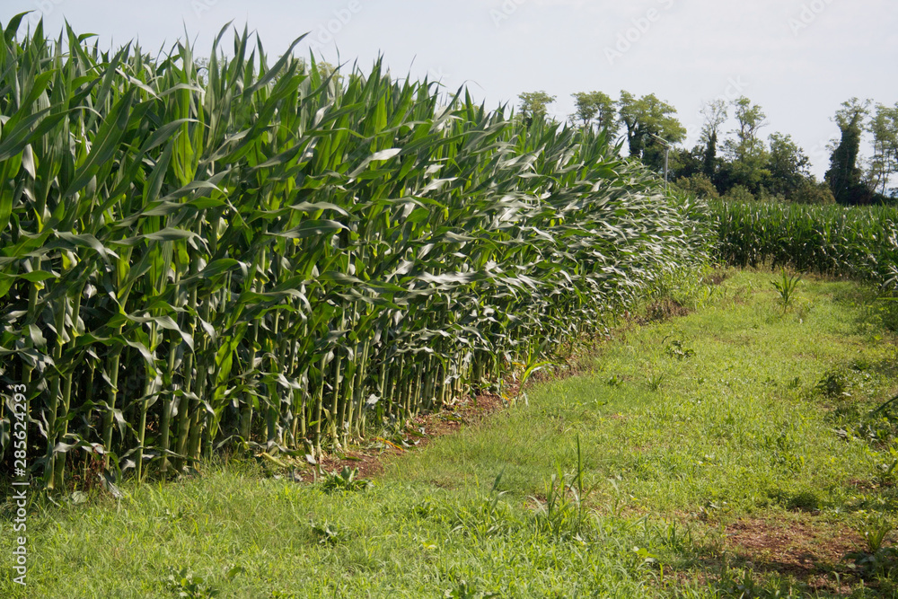Green corn field on summer. Agricultural field in northern Italy in a sunny day Green corn field on summer. Agricultural field in northern Italy in a sunny day