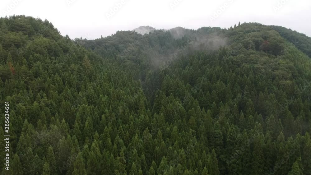 空撮 山のかすみ 雲 杉の木 森林 空撮 山のかすみ 雲 杉の木 森林