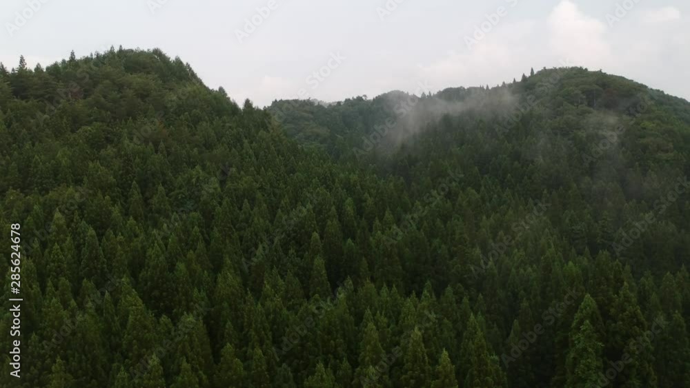 空撮 山のかすみ 雲 杉の木 森林 空撮 山のかすみ 雲 杉の木 森林