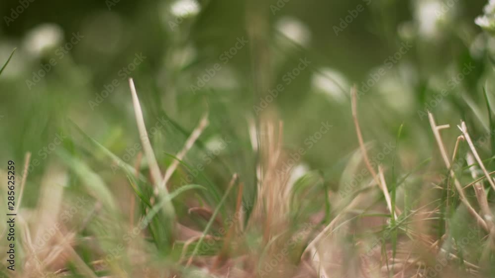 close up view of autumn leaves on grass. season change. close to nature close up view of autumn leaves on grass. season change. close to nature