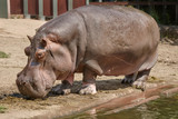 Common hippopotamus along a lake