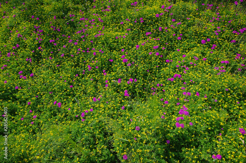 Wallpaper Mural 꽃밭. 이미지. 배경.  Torontodigital.ca