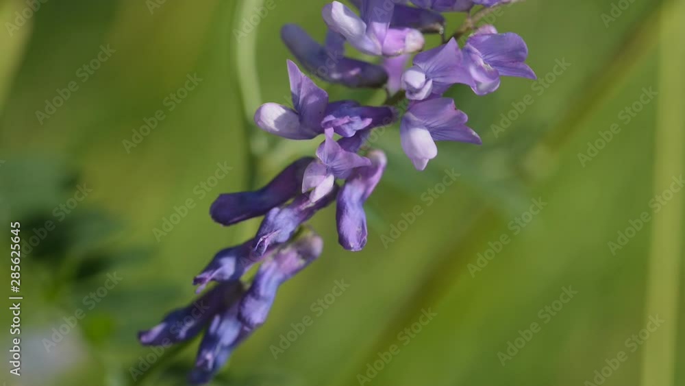 purple flowers growing on summer meadow at sunny day purple flowers growing on summer meadow at sunny day