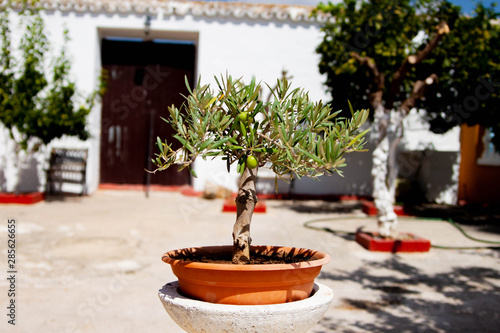 olive bonsai in a garden