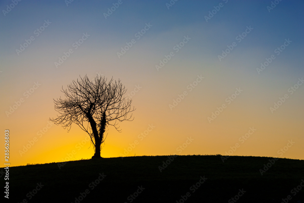 Isolated tree at sunset