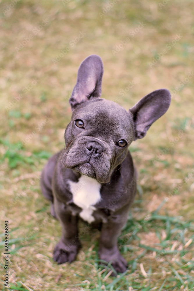 french bulldog on a green background