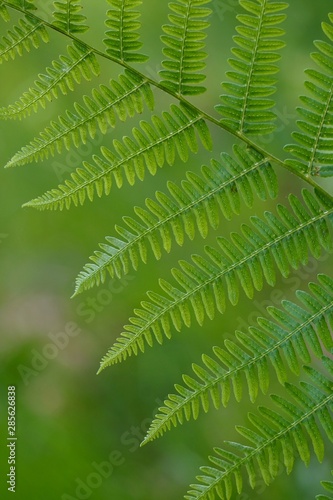 green fern leaves textured  in the nature  green background