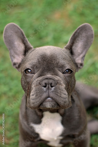 french bulldog portrait on a green background © Alina