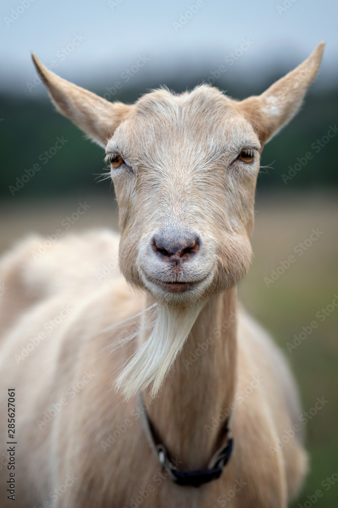 Goat with big bulging cheeks, smiling to the camera Goat with big bulging cheeks, smiling to the camera