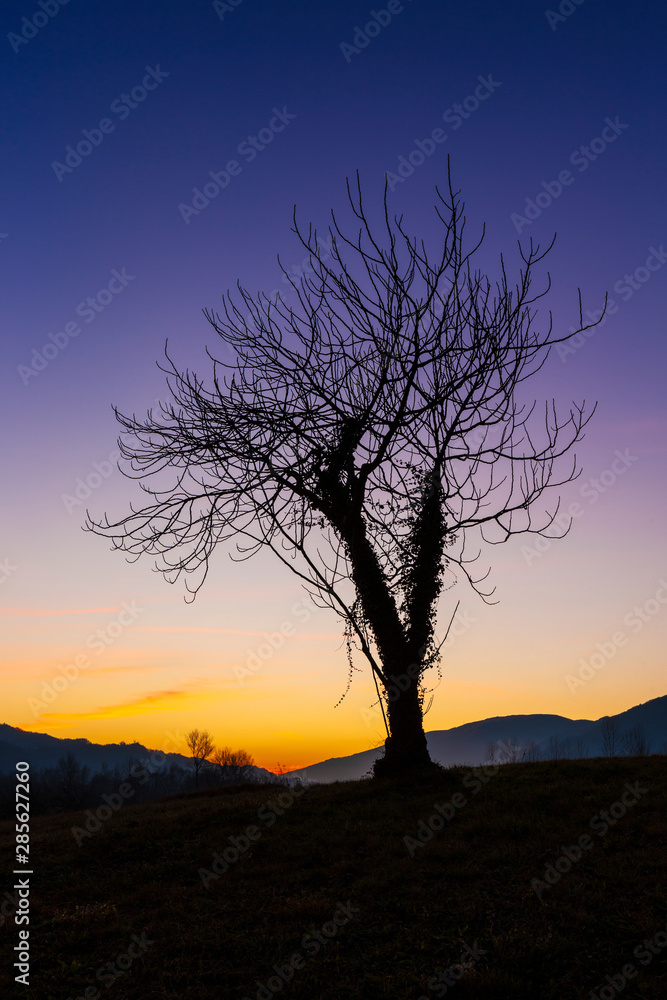 Isolated tree at sunset