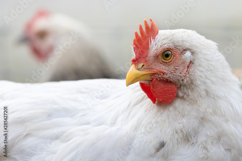 Profile portrait of a white and young rooster with a beautiful red scarf