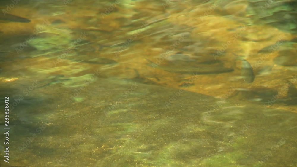 Close-up high angle still shot of fish in crystal clear rainforest sanctuary water, Sungai Ruok, Belum Forest, Perak, Malaysia Close-up high angle still shot of fish in crystal clear rainforest sanctuary water, Sungai Ruok, Belum Forest, Perak, Malaysia