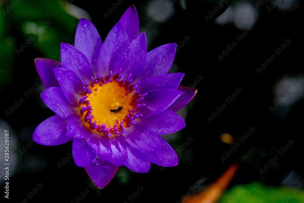 Fototapeta premium Purple Lotus in the pool after rain
