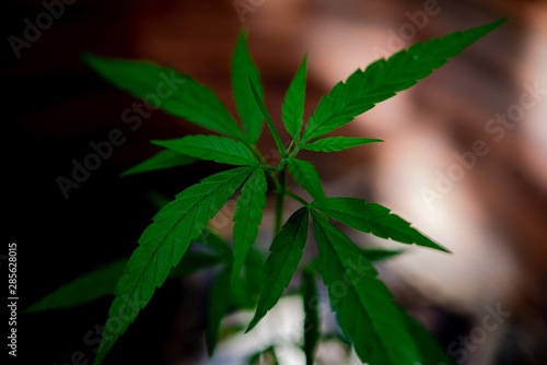 Cannabis plant in pots, marijuana trees