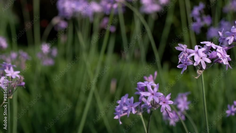 Purple Flowers in Slow Motion