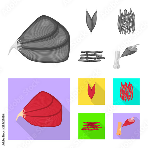 Vector illustration of fiber and muscular icon. Collection of fiber and body vector icon for stock.