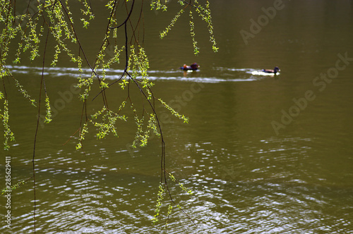 Wallpaper Mural 저수지. 철새. 오리.  Torontodigital.ca