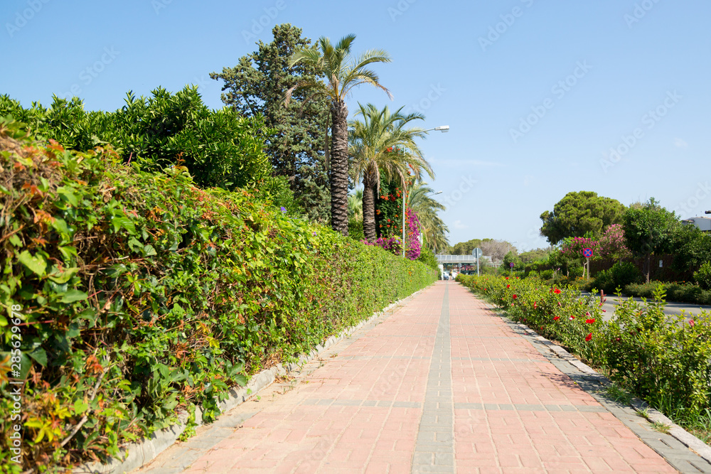 Pedestrian road among the bushes. The sidewalk is lined with road stone with bushes on both sides.