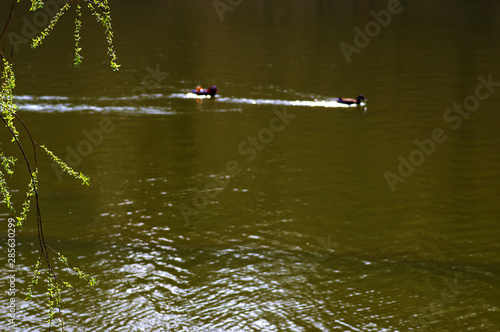 Wallpaper Mural 저수지. 철새. 오리.  Torontodigital.ca