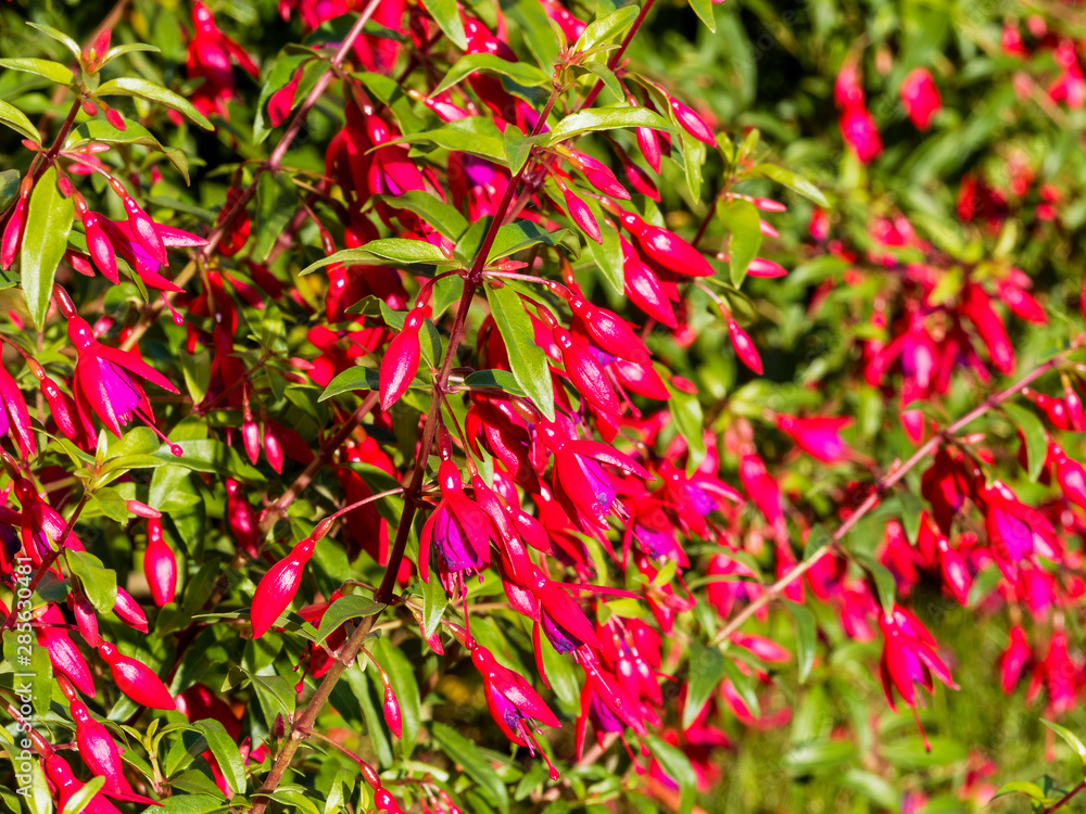 Fuchsia de Magellan aux fleurs rouge et violacée aux longues étamines (Fuchsia magellanica) Fuchsia de Magellan aux fleurs rouge et violacée aux longues étamines (Fuchsia magellanica)