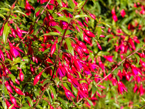 Fuchsia de Magellan aux fleurs rouge et violacée aux longues étamines (Fuchsia magellanica)