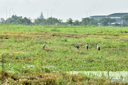 A white egret in a green field near the airport