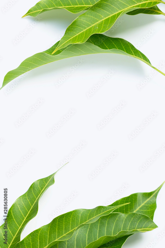 Frame made of mango leaves on white background. Frame made of mango leaves on white background.