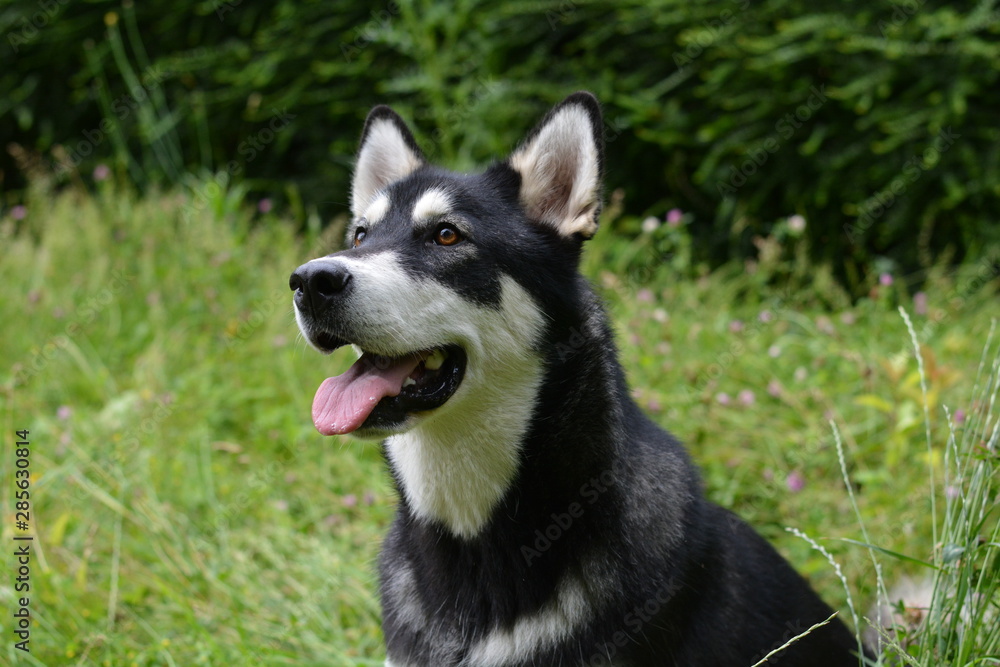 Malamute