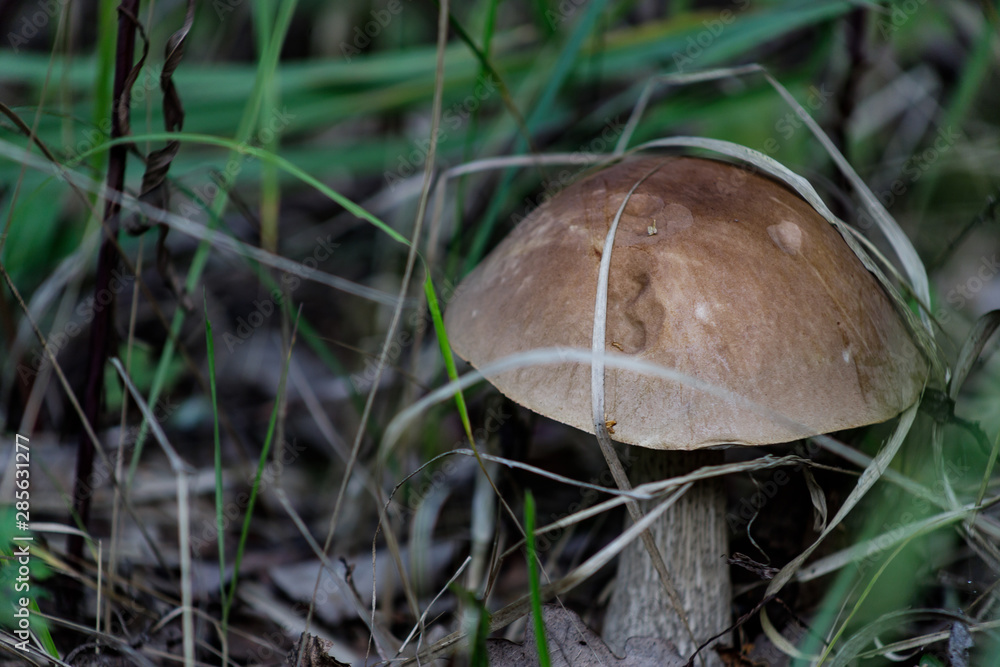 A cute birch aching, leccinum scabrum, fungus known as a coarse-stemmed ballet, or a Porsche stem close-up in the autumn forest. A cute birch aching, leccinum scabrum, fungus known as a coarse-stemmed ballet, or a Porsche stem close-up in the autumn forest.