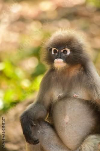 The dusky langur is pregnant. She wait for food from people who come to watch them every morning at Khao Lom Muak,Thailand