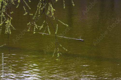 Wallpaper Mural 저수지. 철새. 오리.  Torontodigital.ca