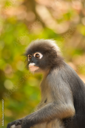 The dusky leaf monkey wait for food from people who cto watch them every morning at Khao Lom Muak Thailand