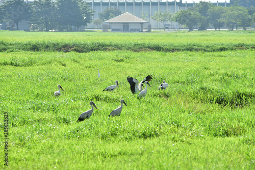 A white egret in a green field near the airport