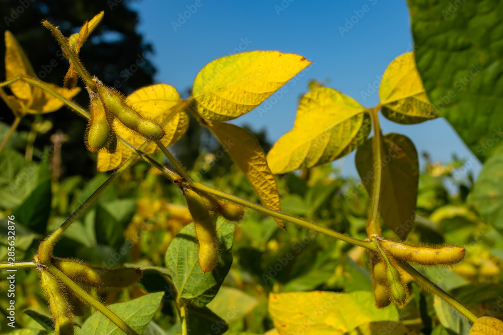 soybean pod filled with beans in a field against the sky soybean pod filled with beans in a field against the sky