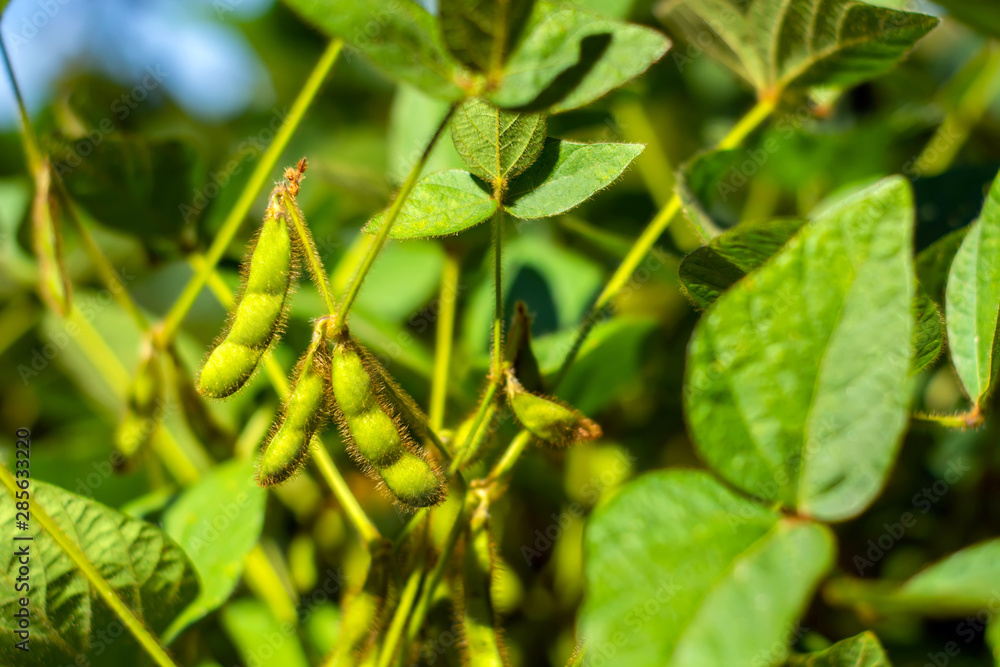 soybean pod filled with beans in a field against the sky soybean pod filled with beans in a field against the sky