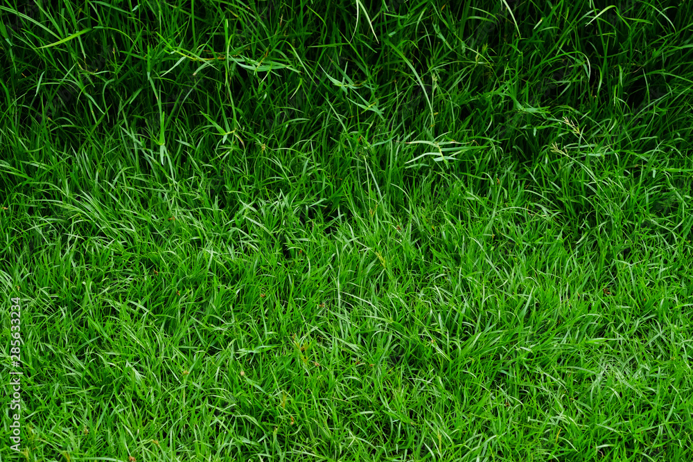 green grass texture green grass texture