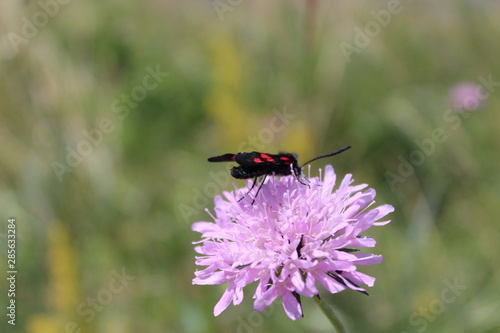 insecte noir et rouge sur une fleur 