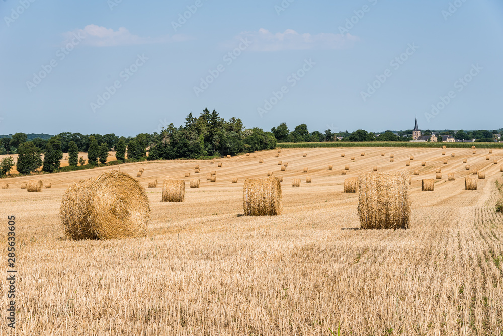 Fototapeta premium Field with hay bales after harvest in summer