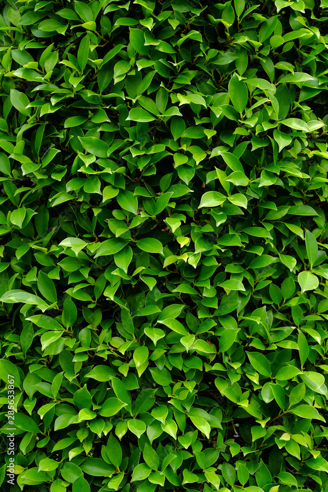 green bush wall