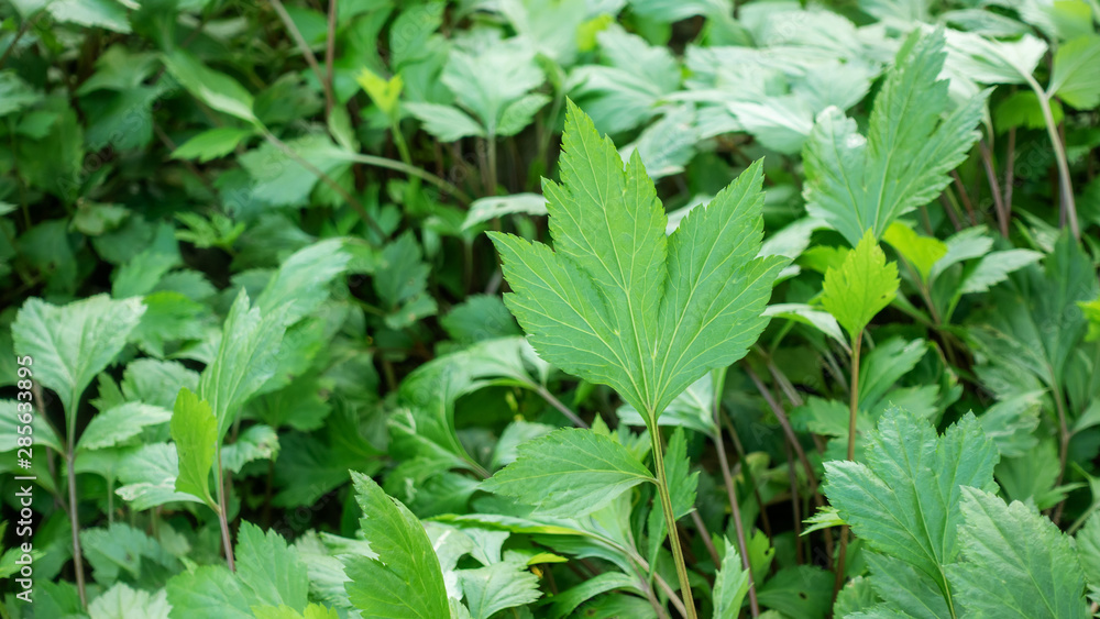 White Mugwort plant in a vegetable garden. White Mugwort plant in a vegetable garden.