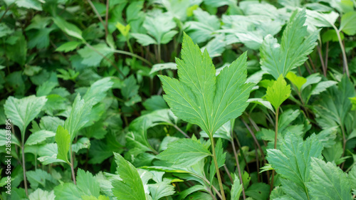 White Mugwort plant in a vegetable garden.