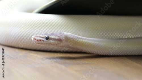 Python snake flicking forked tongue