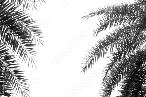 palm leaf silhouette on white background