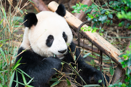 Fototapeta Naklejka Na Ścianę i Meble -  Portait of a Giant Panda eating bamboo leaves in Chengdu China