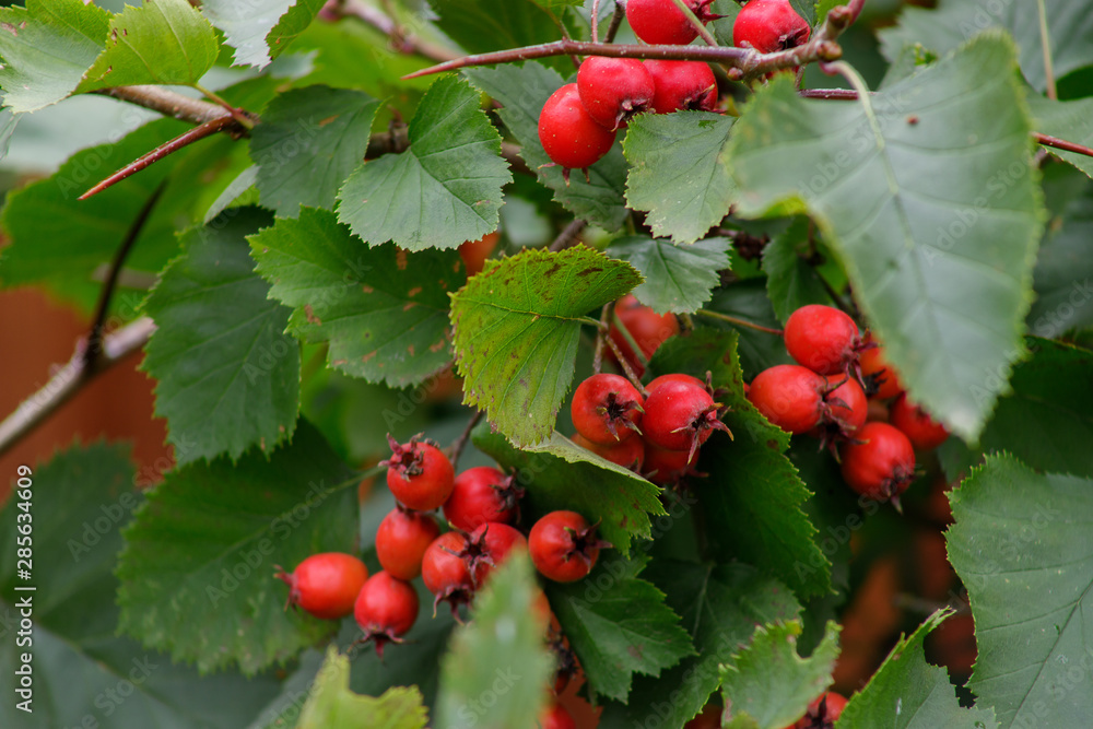 Obraz premium Red fruit of Crataegus monogyna, known as hawthorn or single-seeded hawthorn may