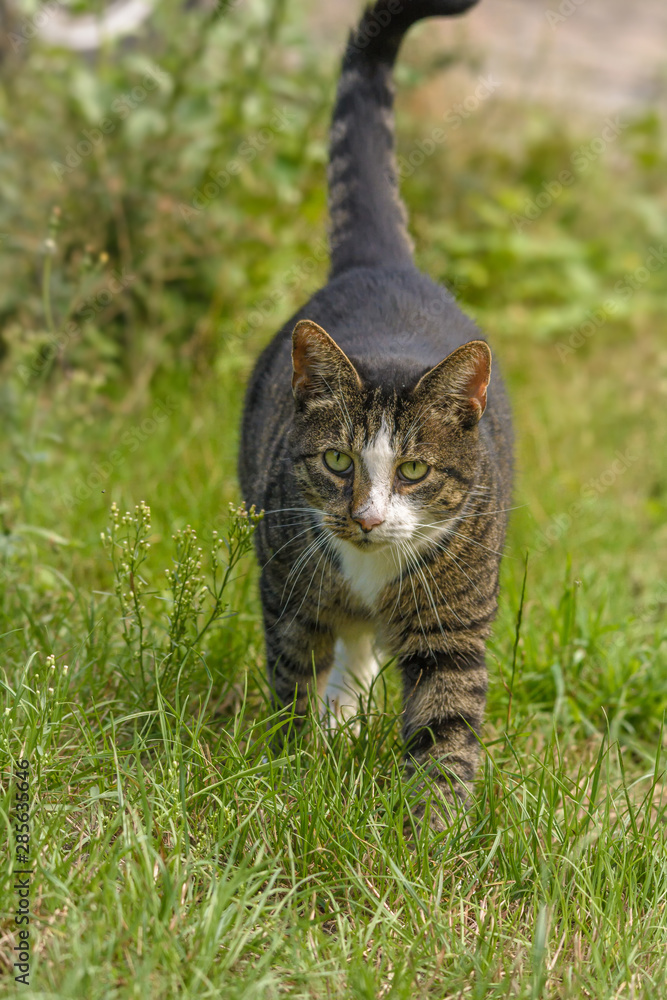 Eine getigerte Katze läuft auf einer Wiese Eine getigerte Katze läuft auf einer Wiese
