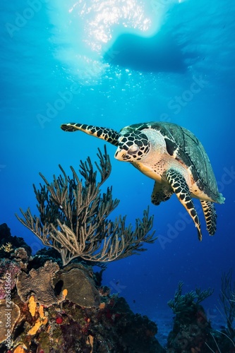 Hawksbill Turtle at Cozumel photo